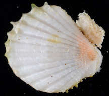 Imagem de Limidae Rafinesque 1815