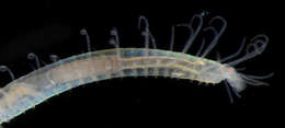 Image de Phyllodocida