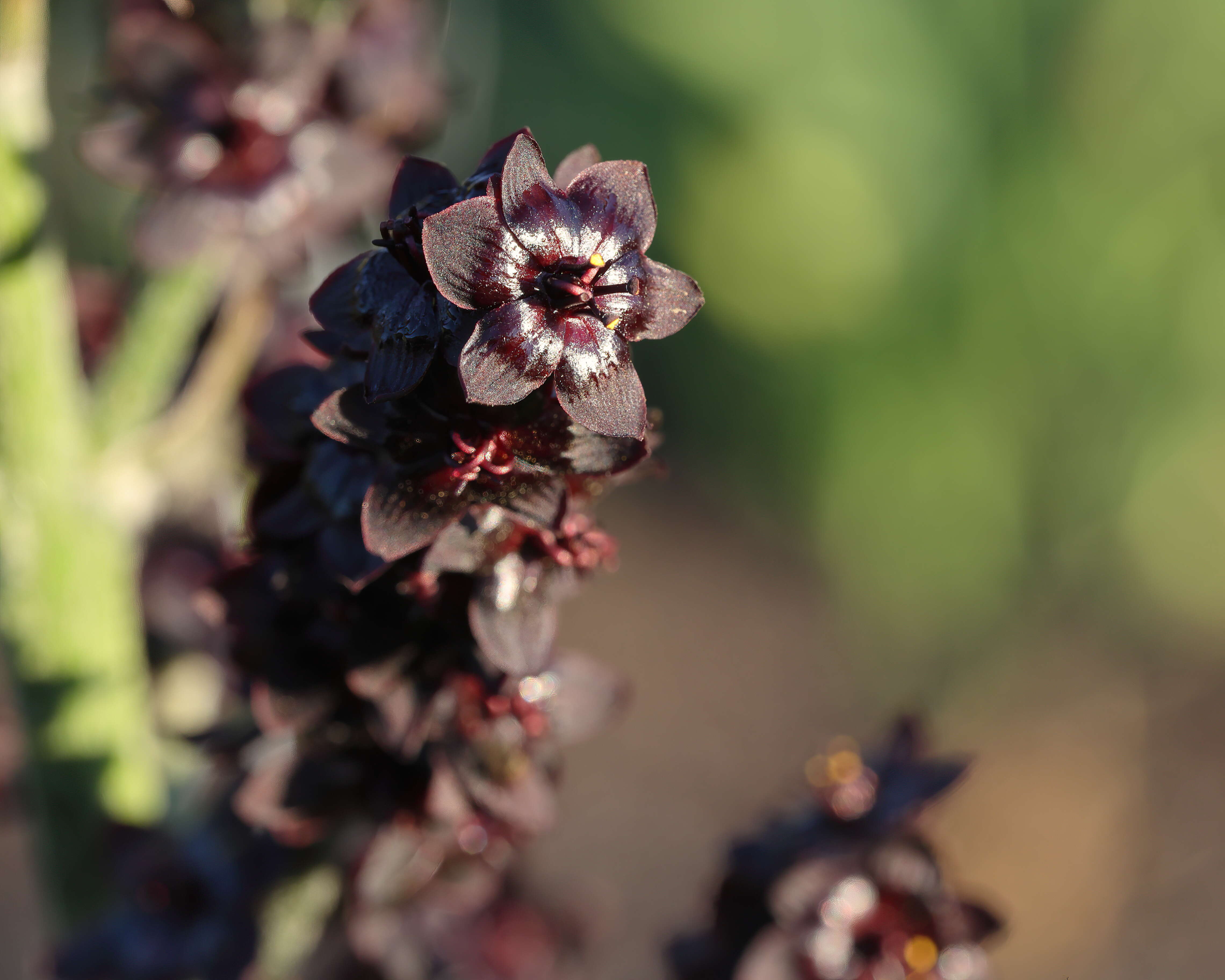 Image of black false hellebore