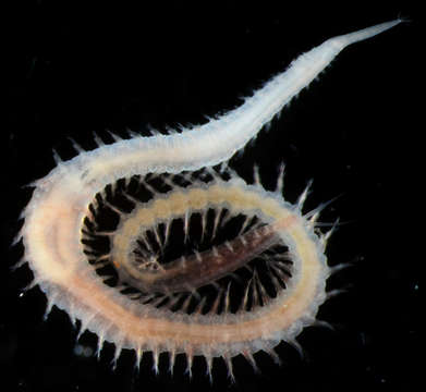 Image of bloodworms