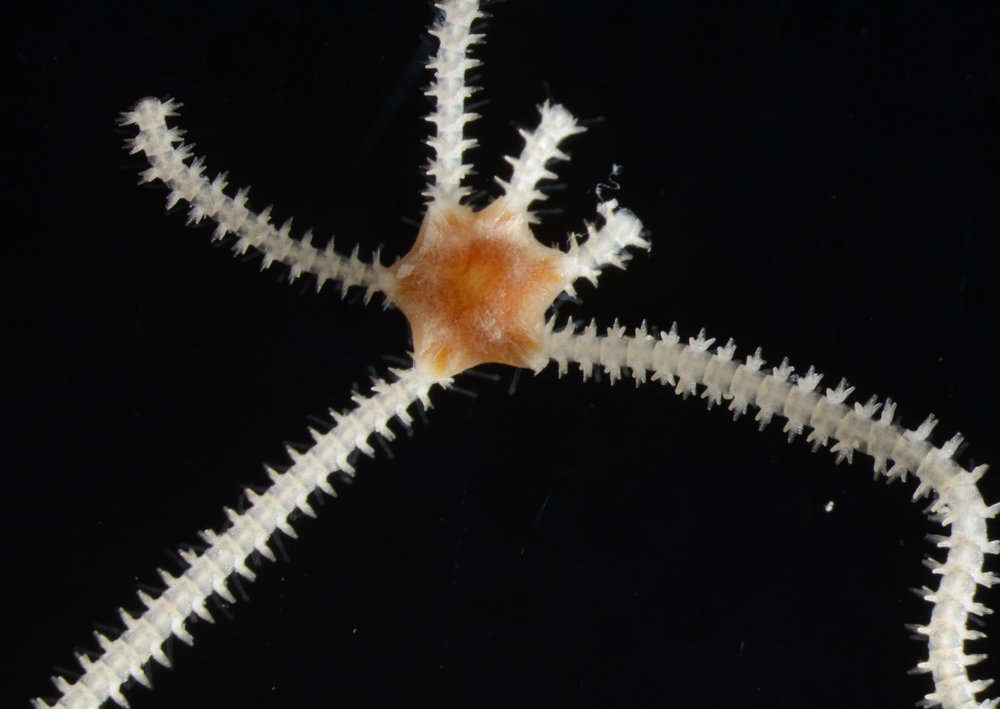 Image of "Starfish, brittle stars, and basket stars"