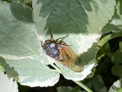 Image of Cicada