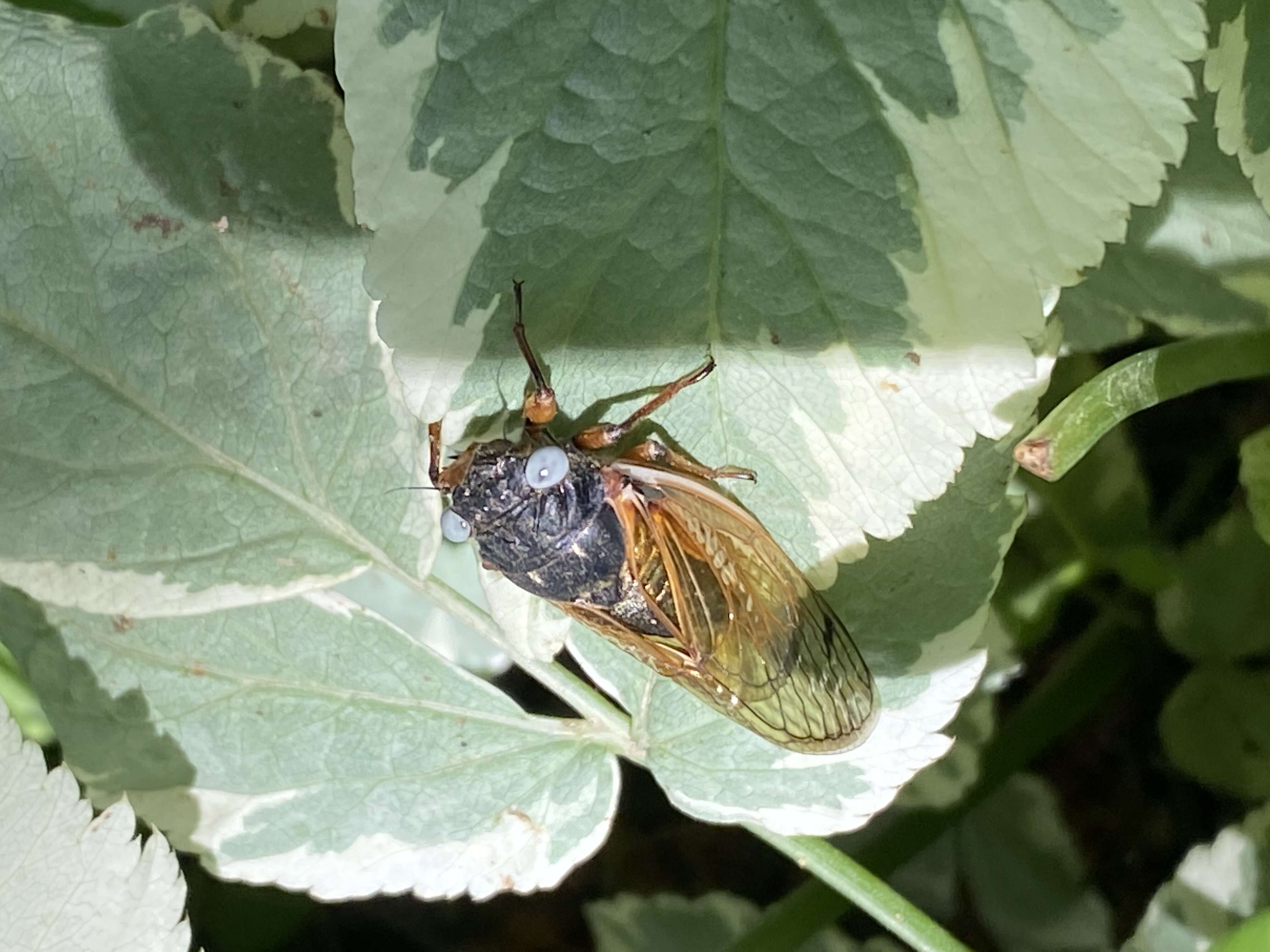 Image of Cicada