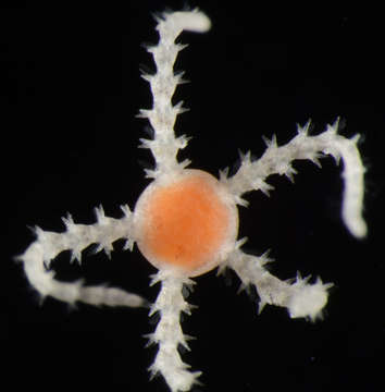 Image of "Starfish, brittle stars, and basket stars"