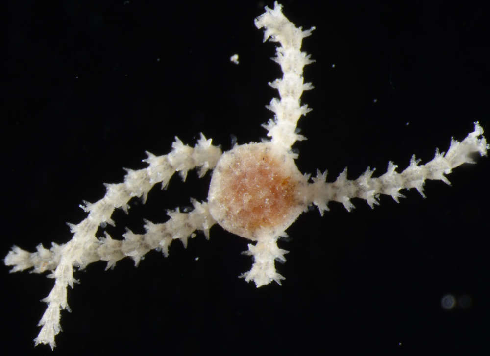 Image of "Starfish, brittle stars, and basket stars"