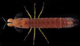 Image of Gonodactyloidea Giesbrecht 1910