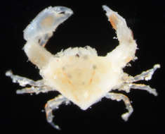 Image of Leucosiinae