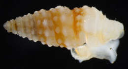 Image of Horaiclavidae Bouchet, Kantor, Sysoev & Puillandre 2011