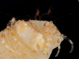 Image of Pygmaeopagurus McLaughlin 1986