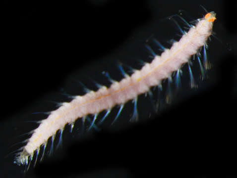 Image of Phyllodocida