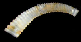 Plancia ëd Caecidae Gray 1850