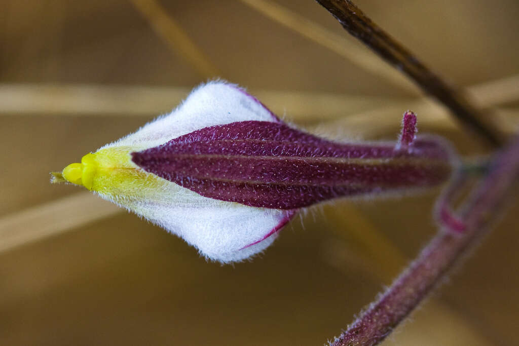 Image of hairy bird's-beak