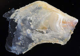 Image of Pterioidea Gray 1847