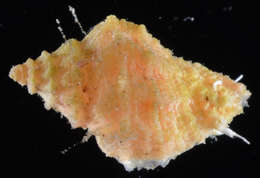 Image of Coralliophila erosa (Röding 1798)