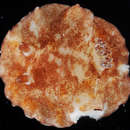 Image of <i>Platydoris cinerobranchiata</i>