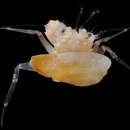 Image of <i>Solitariopagurus trullirostris</i>