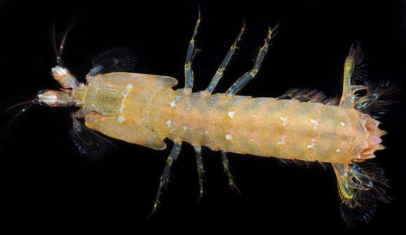 Image of mantis shrimps