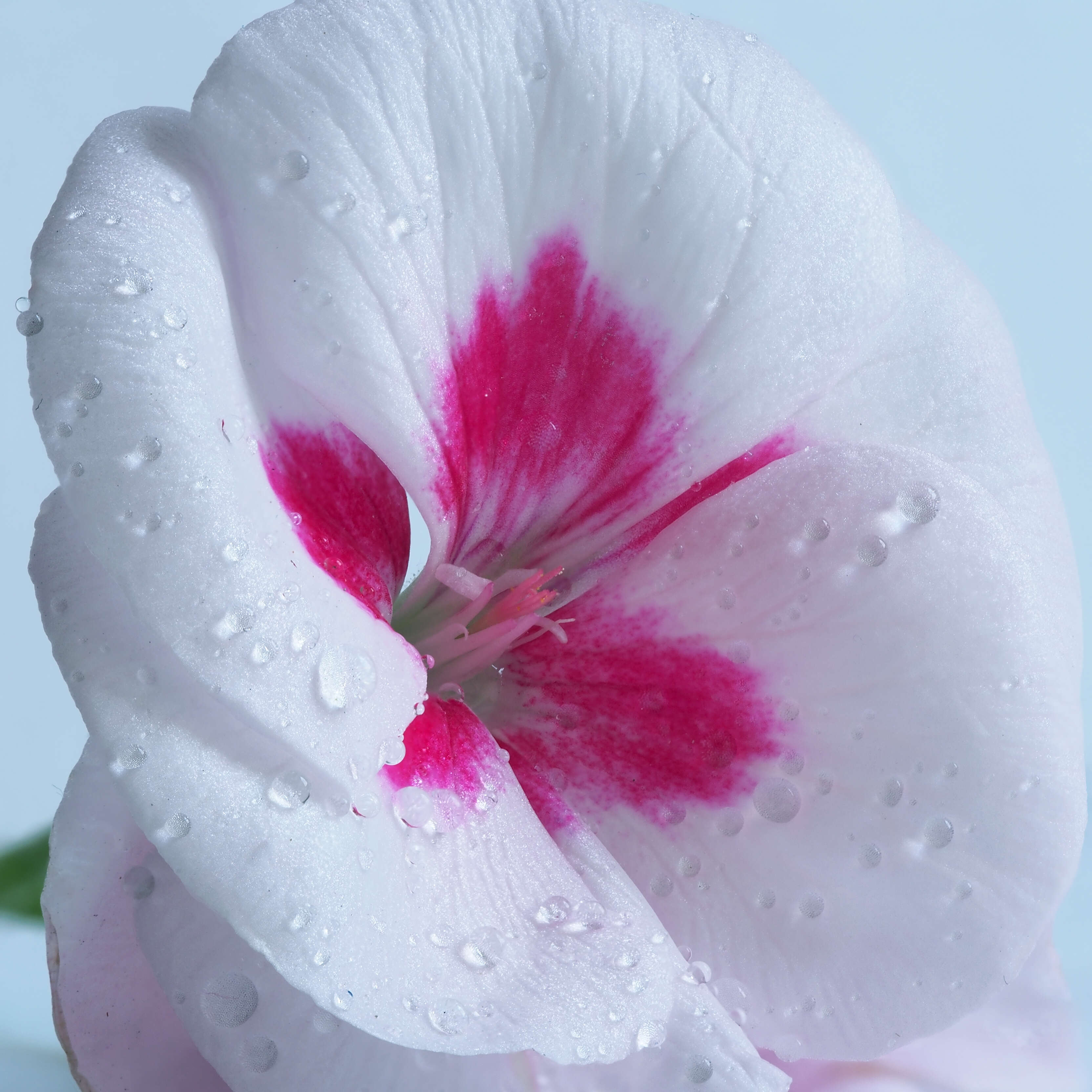 Image of Pelargonium grandiflorum (Andr.) Willd.