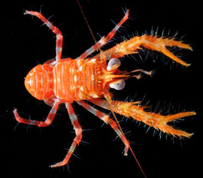 Image of squat lobsters