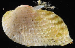 Image of Arcidae Lamarck 1809