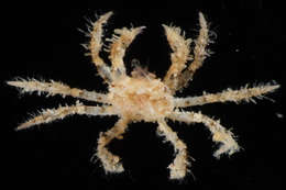 Image of Pilumninae