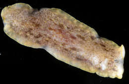 Image of Pseudocerotidae