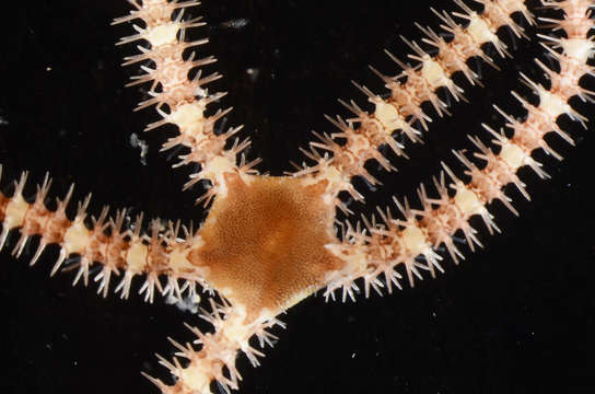 Image of Breviturma pusilla (Brock 1888)