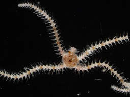 Image of "Starfish, brittle stars, and basket stars"