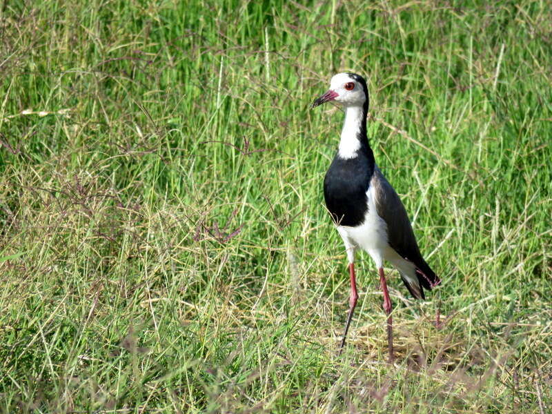 Image of Long-toed Lapwing