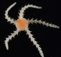 Image of "Starfish, brittle stars, and basket stars"