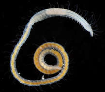 Image de Phyllodocida