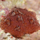 Image of Ascidian