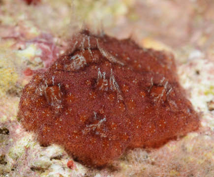 Image of Ascidian