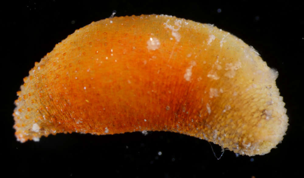 Image of Phascolosomatidea