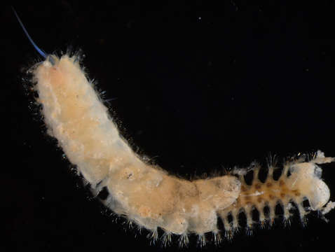 Image of Phyllodocida