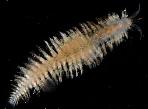 Image of Phyllodocida