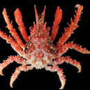 Image of Tylocarcinus Miers 1879