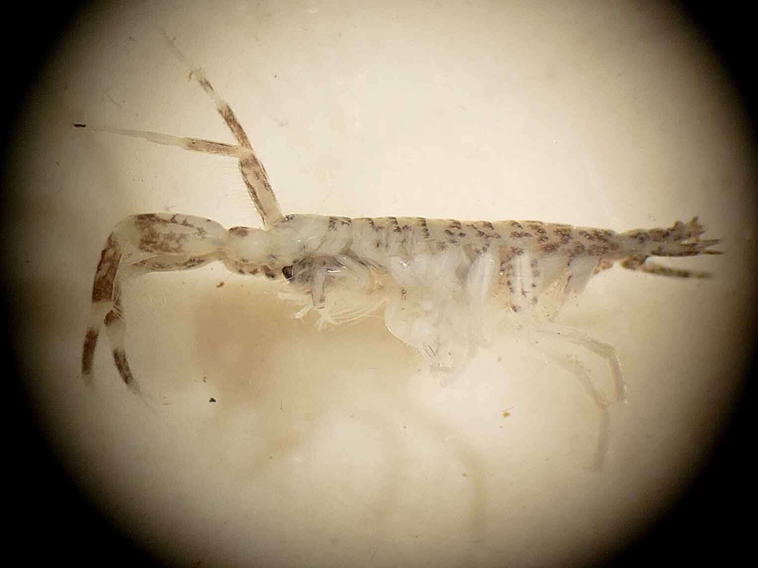 Image of Caspian mud shrimp