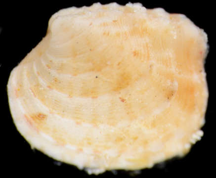 Image of Carditellinae