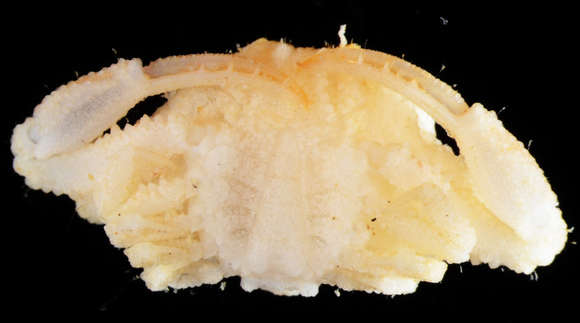 Image of Coralliocryptus Komai & P. K. L. Ng 2012