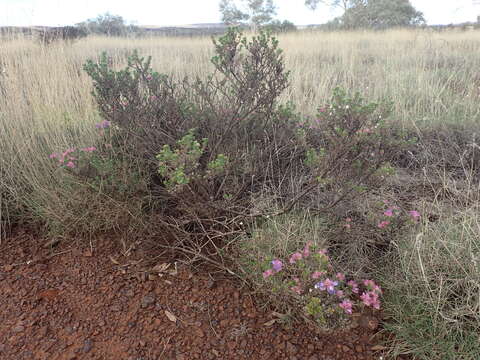 Image of Eremophila cuneifolia Kränzl.