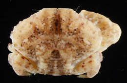 Image of Euxanthinae