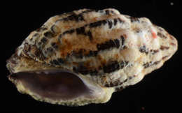 Image of Morula zebrina Houart 2004