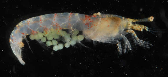 Image of long-eyed shrimps