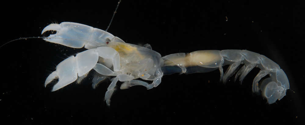 Image of ghost shrimps