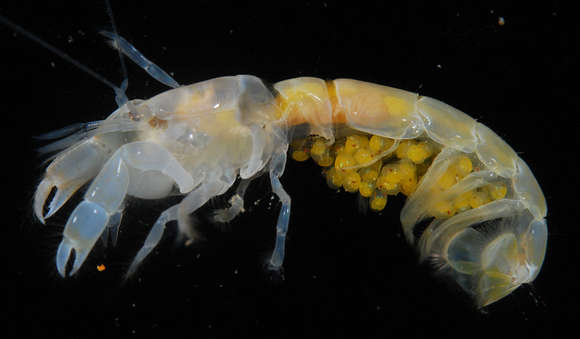 Image of ghost shrimps