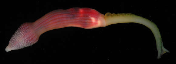 Image of Echiuroidea