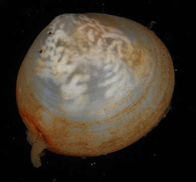 Image of Heterodonta