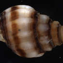 صورة Nassarius rehderi Cernohorsky 1980