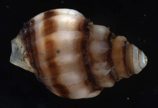 صورة Nassarius rehderi Cernohorsky 1980